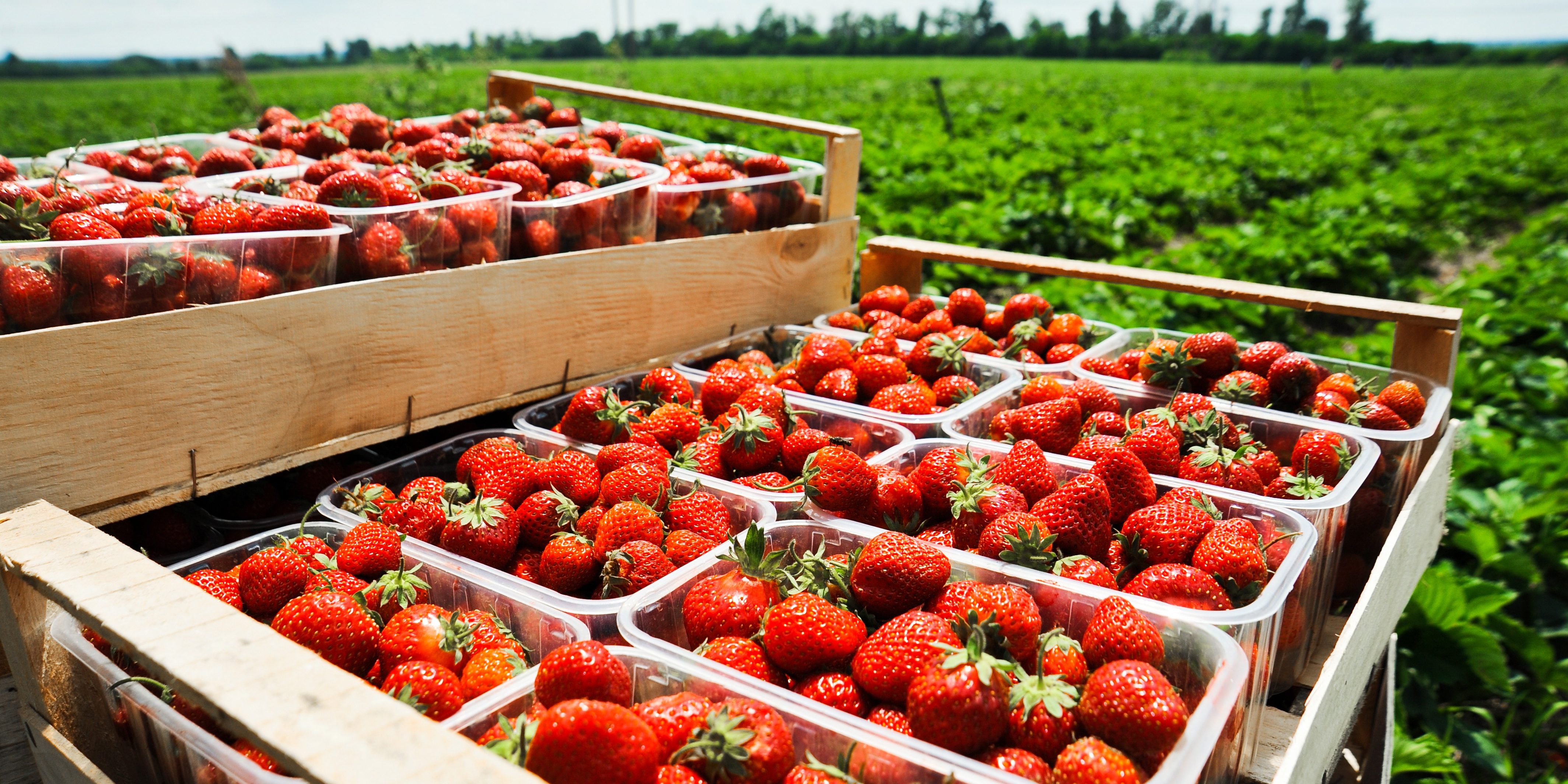 Harvested Strawberries